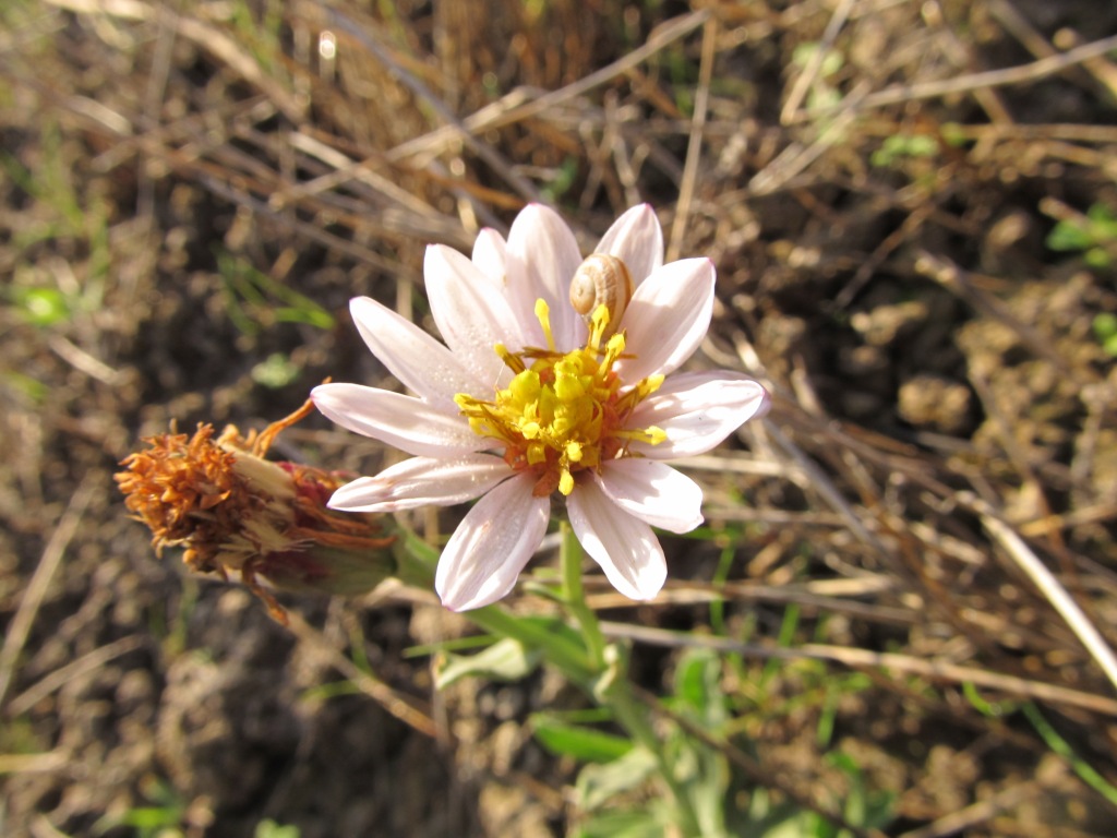 Tripolium sorrentinoi (=Aster sorrentinii) / Astro di Sorrentino